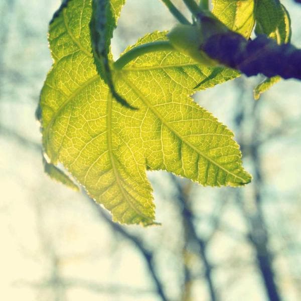تو محدوده مرکز شهر خونه‌های قدیمی زیادی هستن که بازسازی و تبدیل به کافه و رستوران شدن. بعضی از این عمارت‌ها عمرشون حتی نزدیک به صد سال هم میرسه. تا حالا به صورت پراکنده جاهای مختلف رو معرفی کردم تو این چند وقت. الان می‌خوام آدرس پنج تاشون رو بنویسم که یک جا داشته باشید🌿 . . 📌  عمارت دل(همین عکس). تقاطع خیابون فلسطین و بزرگمهر 📌 کافه کتاب جان. خیابون کارگر شمالی، کوچه ادوارد براون، پلاک ۱۷. 📌 کافه باکارا. خیابون کارگر شمالی، کوچه رهنما 📌 کافه گودو یاس. خیابون ویلا، نرسیده به سمیه، خیابون محمدی، بن بست گل یاس 📌 کافه دیاموند. پایین خیابون ویلا، خیابون فلاح پور. . . . #iran #tehran #mobilegraphy #withgalaxy #everydayiran #mustseeiran #explore_tehran #cafe #tourism #ایران #تهران #موبایلگرافی