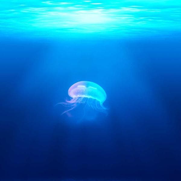 بیا پایین کارت دارم ... 😍 . سینی های فوق اقتصادی 📍آدرس : تهران ، فرحزاد شمالی ، خیابان آبشار ☎️تلفن تماس : ۰۹۰۱۶۹۱۶۱۰۰ ، ۰۹۲۱۶۳۸۳۱۳۹ . @mehdii_food @mehdii_food . @amiirrou ‎سینی کباب چهار نفره اقتصادی 😍 داخلش : یه سیخ بختیاری ، یه سیخ جوجه ، یه سیخ کباب لقمه ، یه سیخ لقمه نگین دار ، با چهار پرس برنج : قیمتش ۲۹۰ هزار تومنه ‎این پستو بفرست برا دوستات تا اونام از  تخفیف استفاده کنن😍 . #سینی #سینی_کباب #سینی_اقتصادی #کباب #جوجه_کباب #فرحزاد #تخفیف #شیشلیک #چنجه #غذا #کوبیده #food #foodblogger